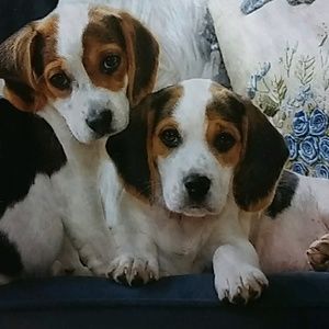 Meet your Posher, Rohaddes